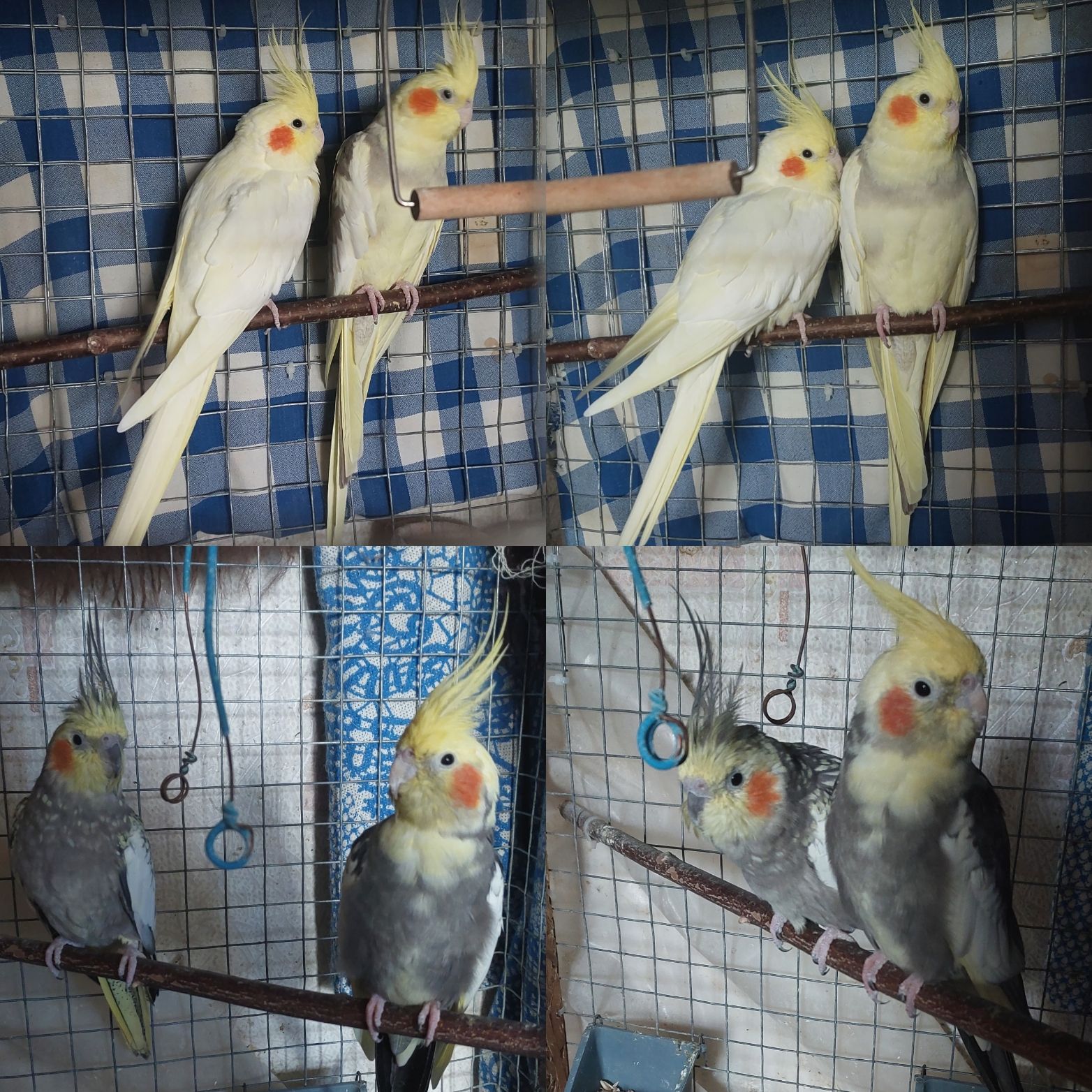 Продам 2 пары корелл