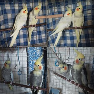 Продам 2 пары корелл