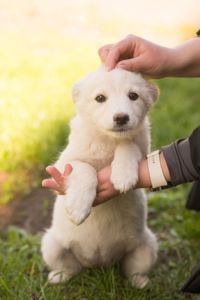 Красуня Мілка шукає родину!