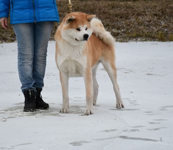 Кобель Акіта іну