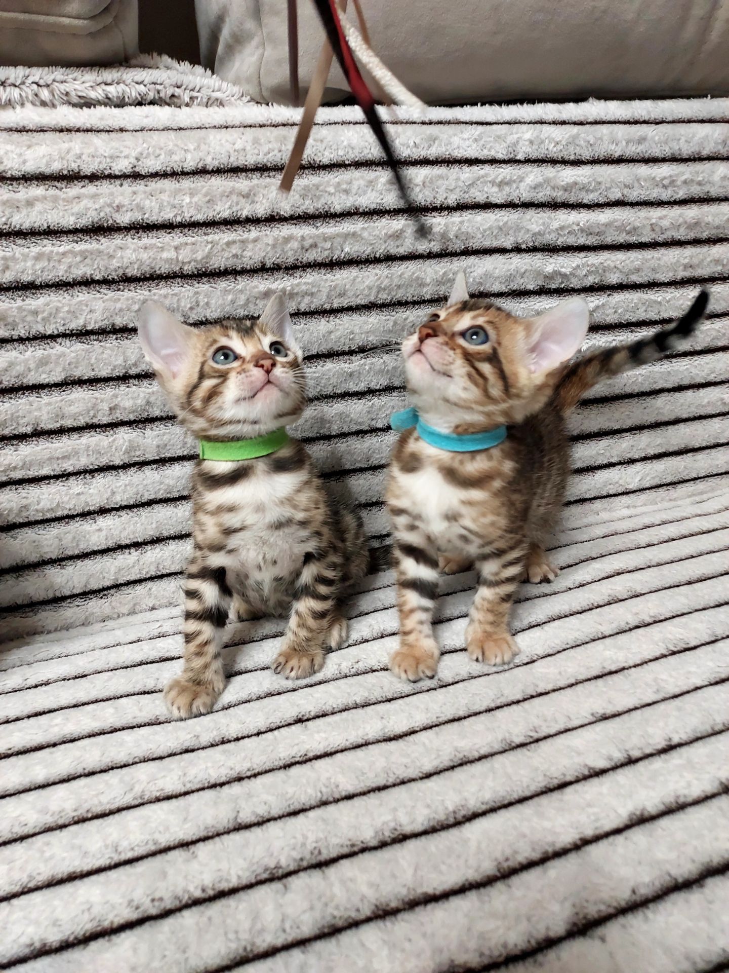Кошенята бенгальської породи