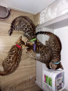 Кошенята бенгальської породи