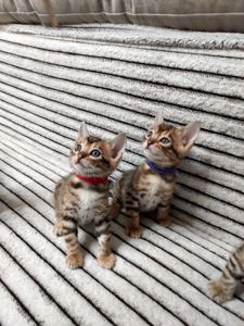 Кошенята бенгальської породи