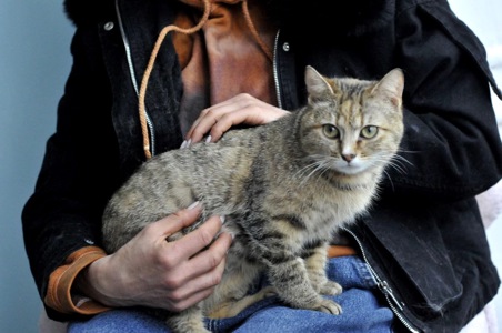 Кошеня Ласка