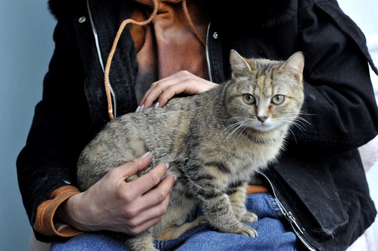 Кошеня Ласка