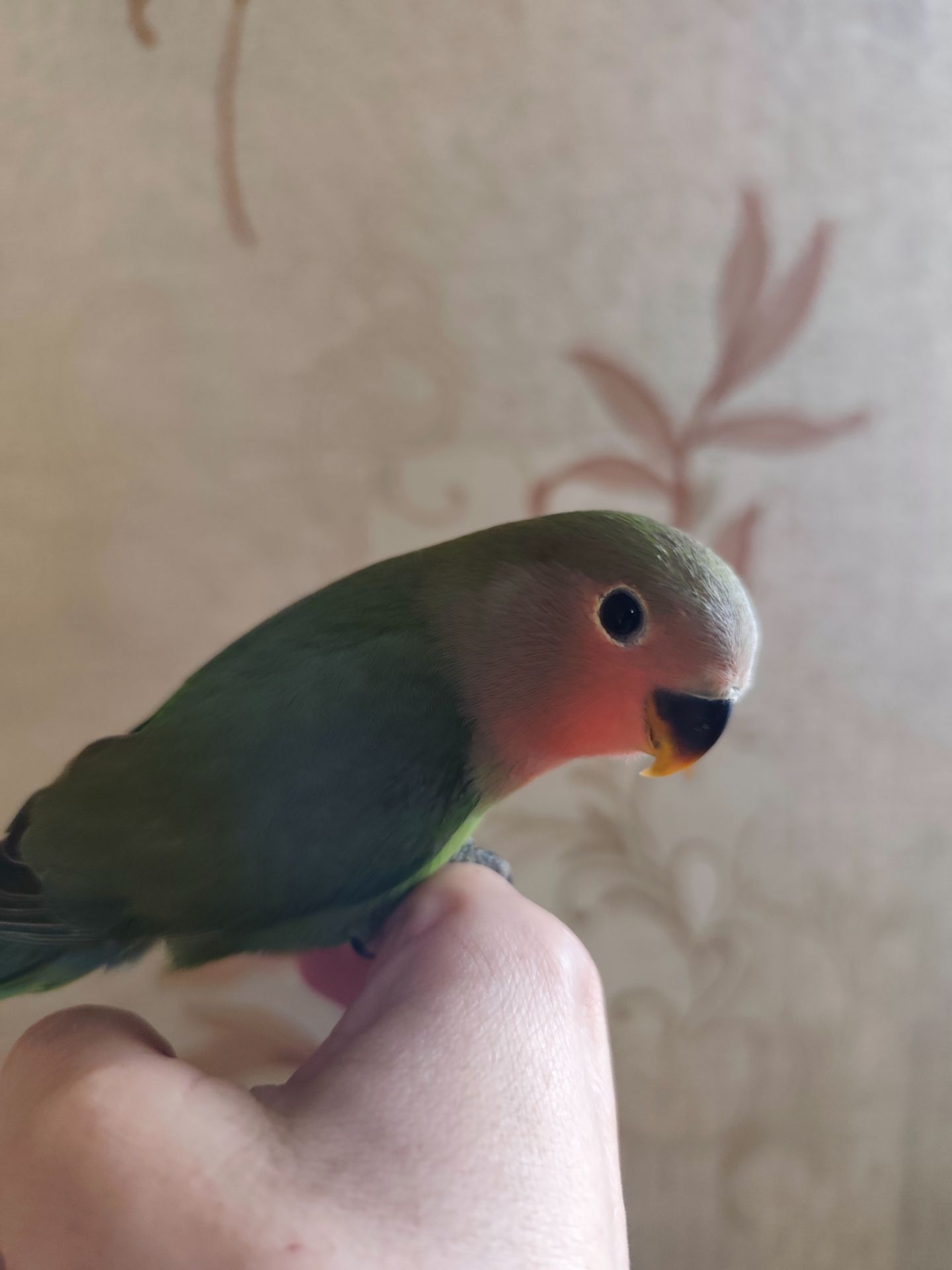 Малята 🐥нерозлучників 🐥
