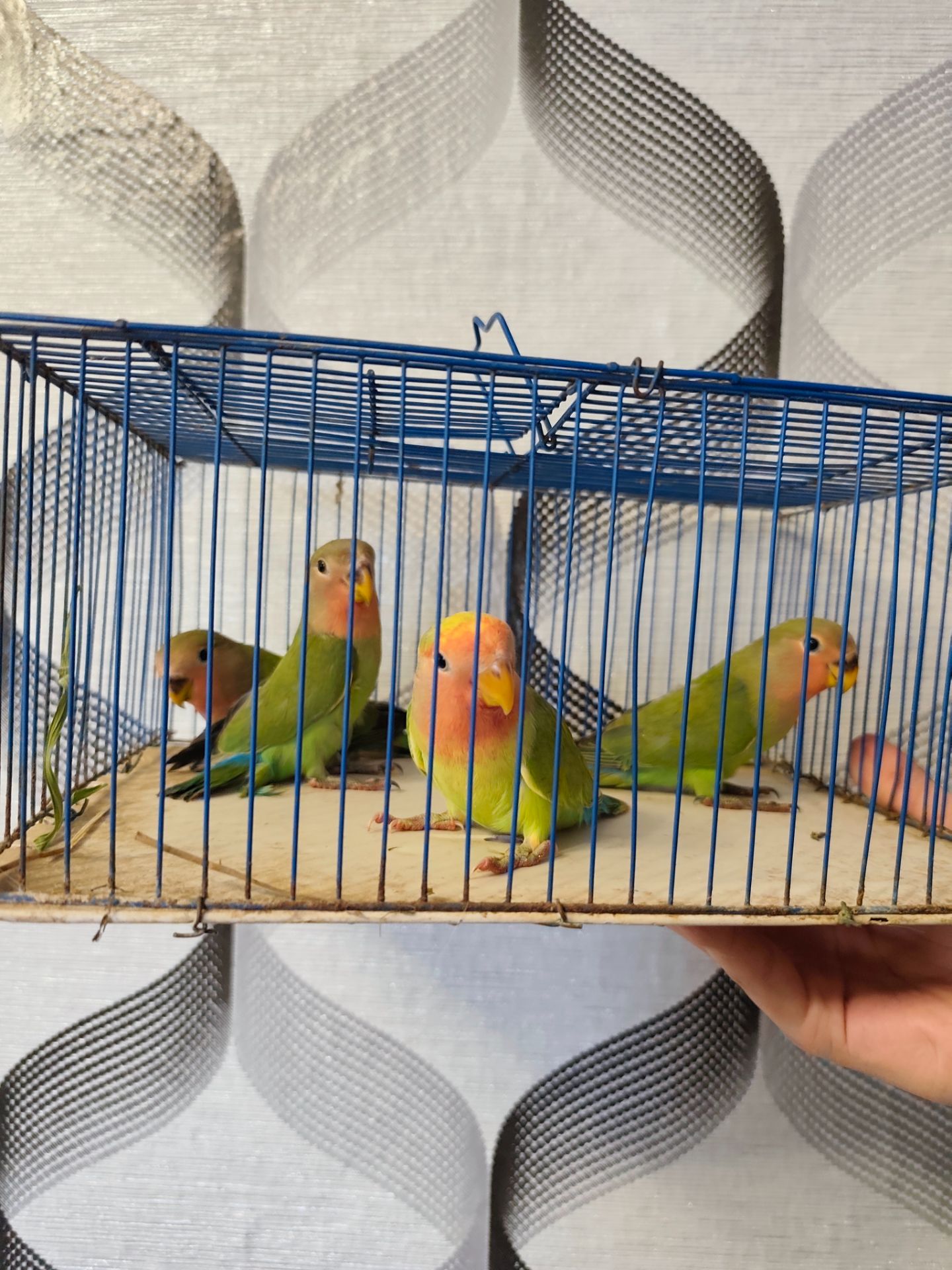 Малята 🐥нерозлучників 🐥
