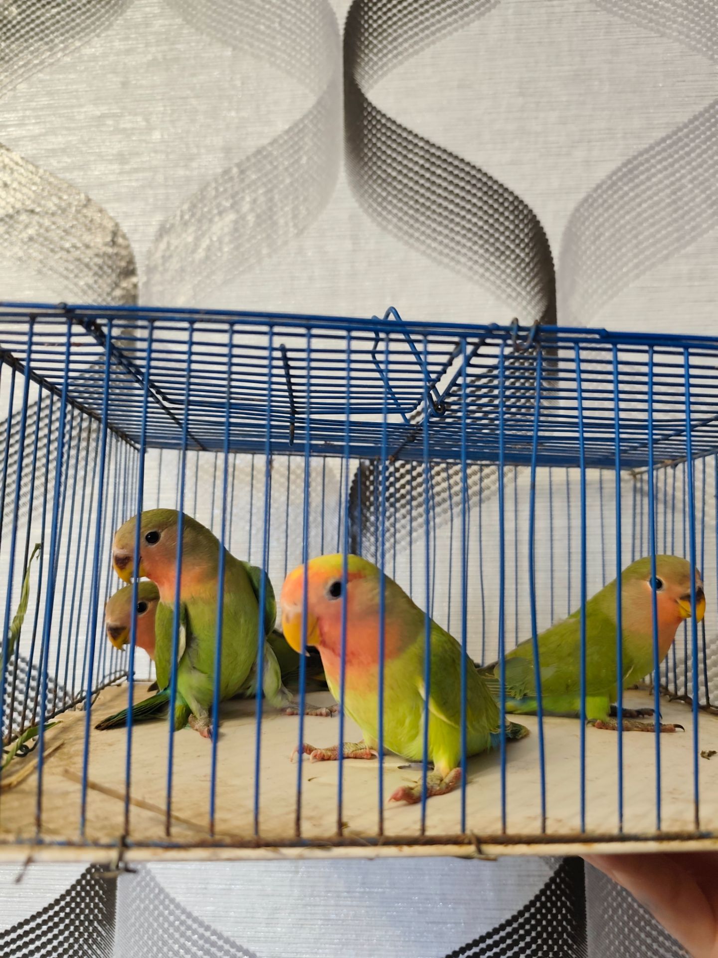 Малята 🐥нерозлучників 🐥