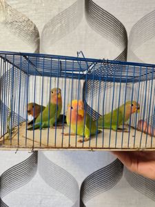 Малята 🐥нерозлучників 🐥