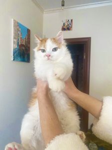 Патрік