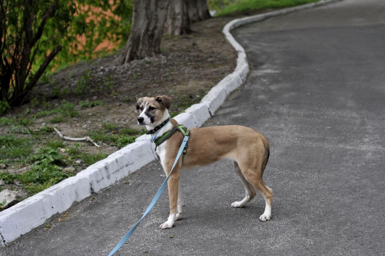 цуценя Голда