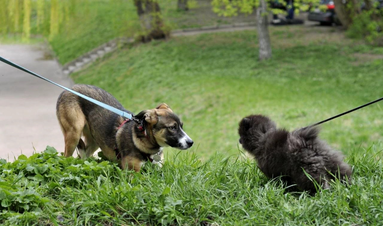 Цуценя Тері, дівчинка
