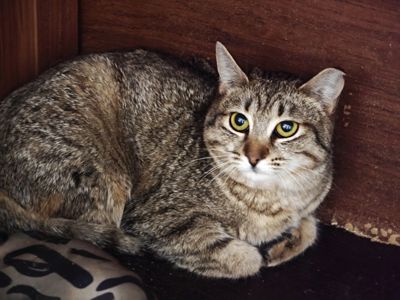 Ліана