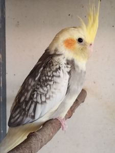 Молодь корелл