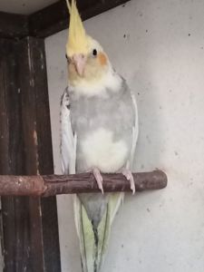 Молодь корелл
