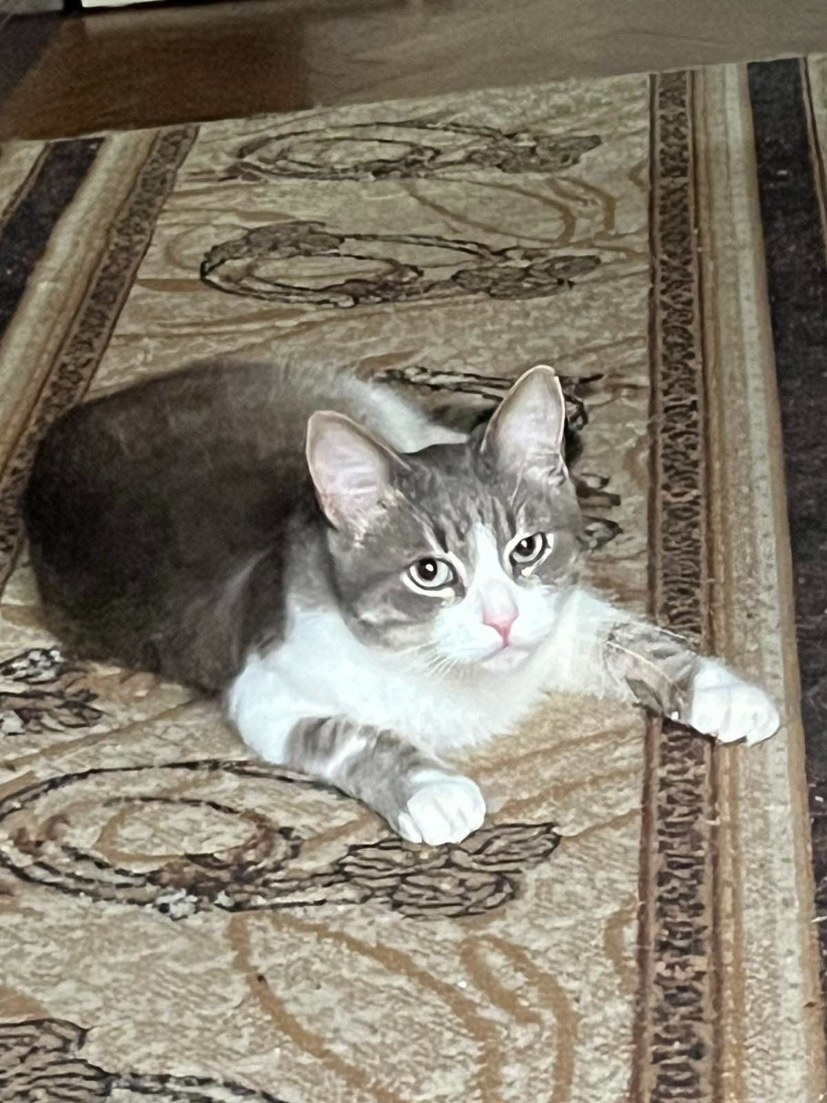 Котофєй -ласкавий і спокійний котик !