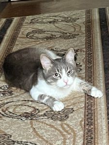 Котофєй -ласкавий і спокійний котик !