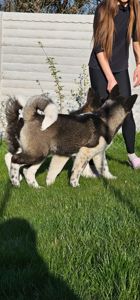 Девочки Американской Акиты КСУ