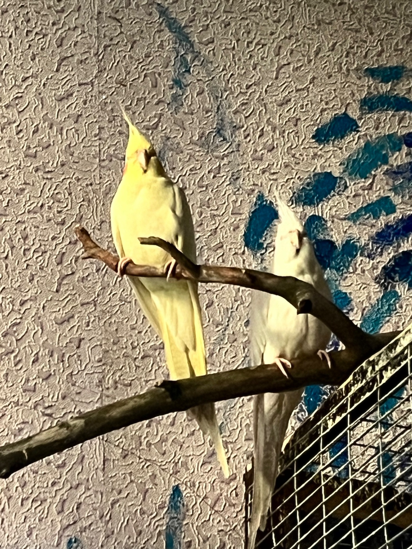 Корелли