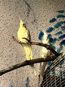 Корелли