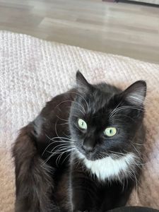 Котик у хороші руки
