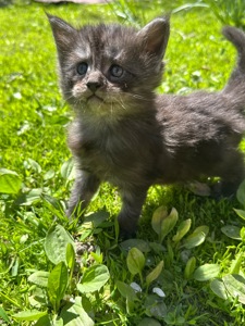 Продається хлопчик