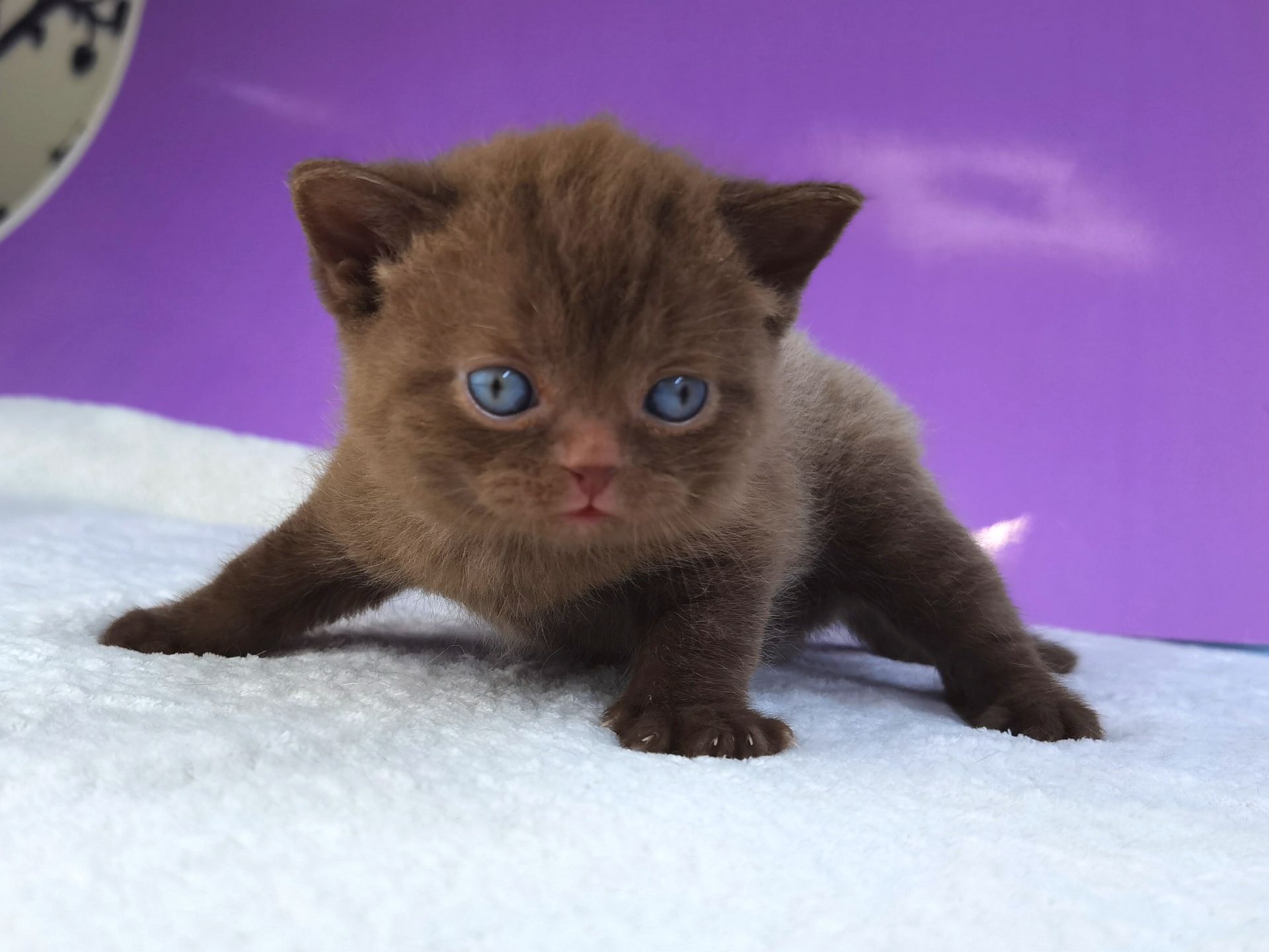 Шоколадный котик клубный