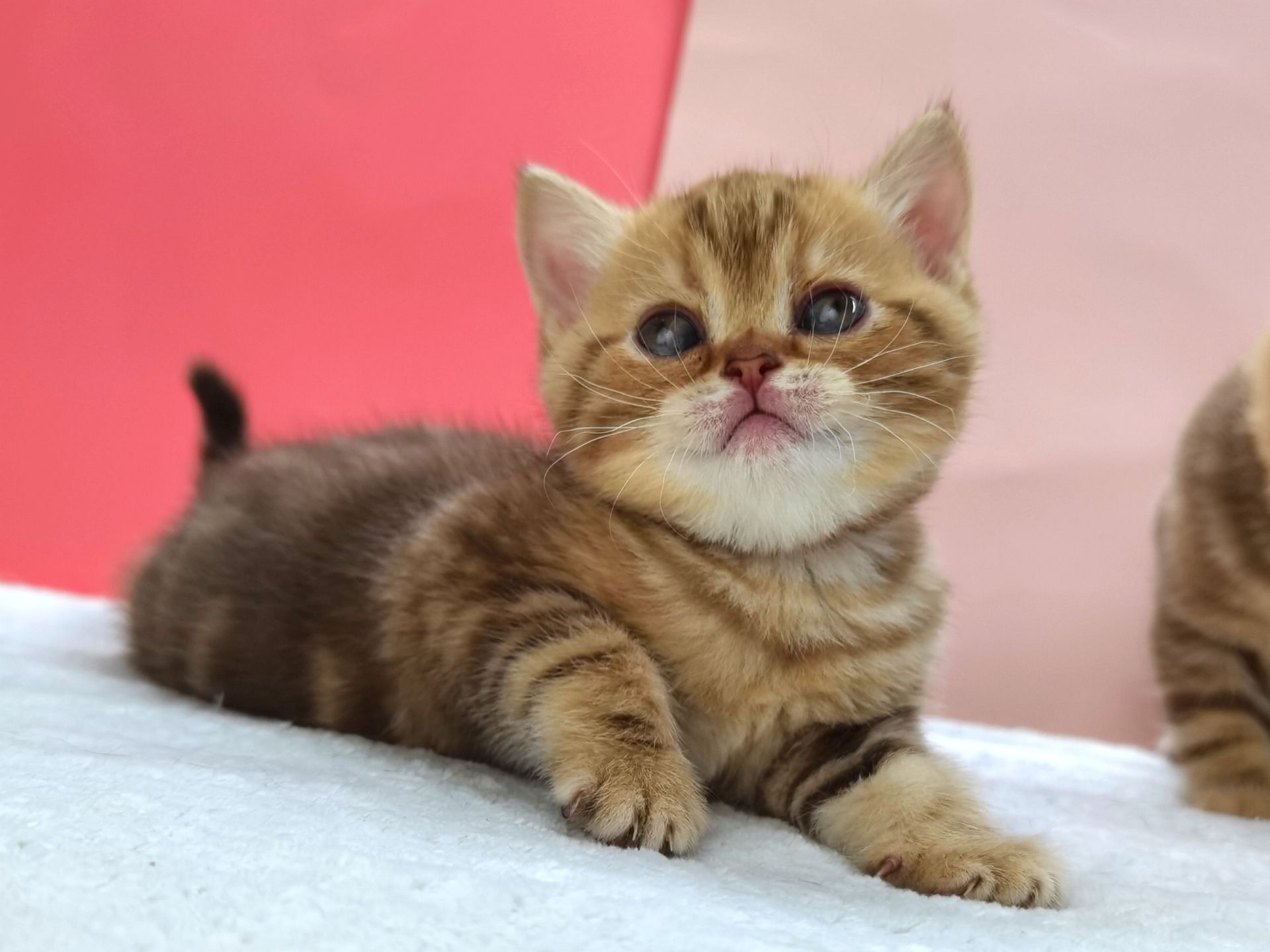 Шоколадная мраморная кошечка