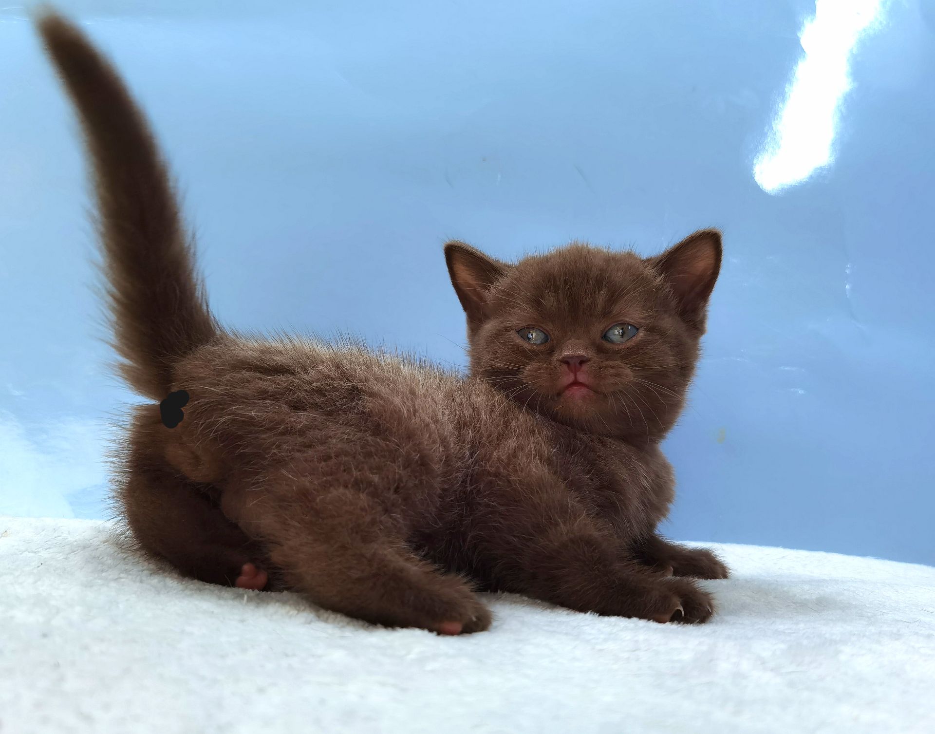 Шоколадный котик клубный