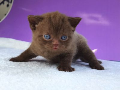 Шоколадный котик клубный