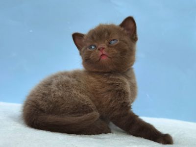 Шоколадный котик клубный