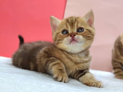 Шоколадная мраморная кошечка