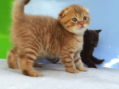 Вислоухий циннамоновый котик
