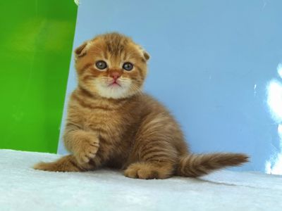 Вислоухий циннамоновый котик