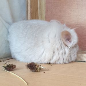 Маленький самец шиншиллы Гомобежевая ангора