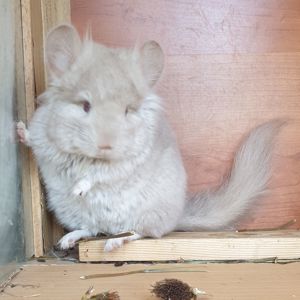 Маленький самец шиншиллы Гомобежевая ангора