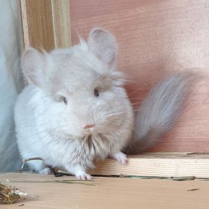 Маленький самец шиншиллы Гомобежевая ангора