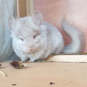 Маленький самец шиншиллы Гомобежевая ангора