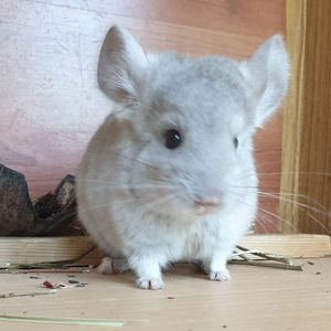 Маленькая самочка шиншиллы Бежевая эбони светлая