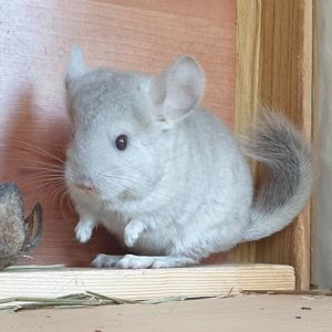 Маленькая самочка шиншиллы Бежевая эбони светлая
