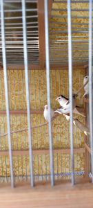 Японские амадины