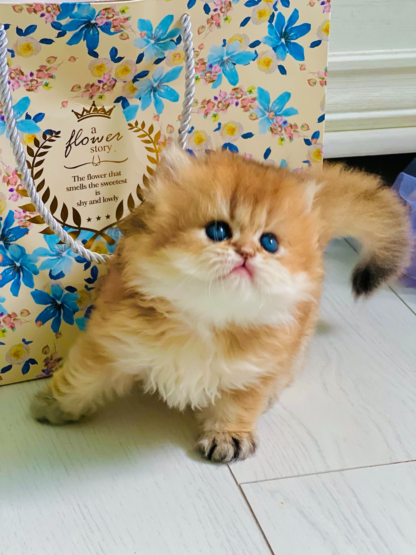 Британська золота шиншилла