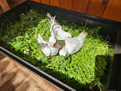 Продам кореллу молоденький