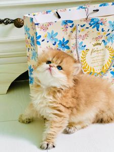 Британська золота шиншилла