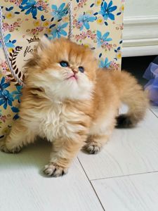 Британська золота шиншилла