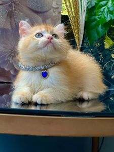 Британська золота шиншилла