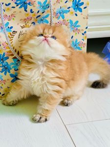 Британська золота шиншилла
