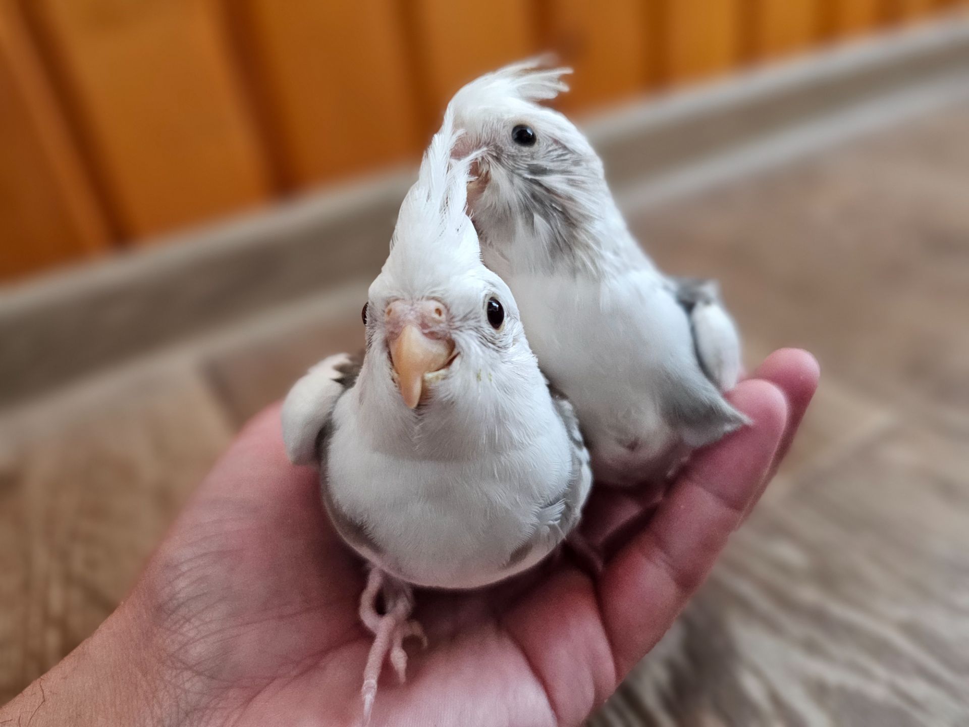 Продам кореллу молоденький