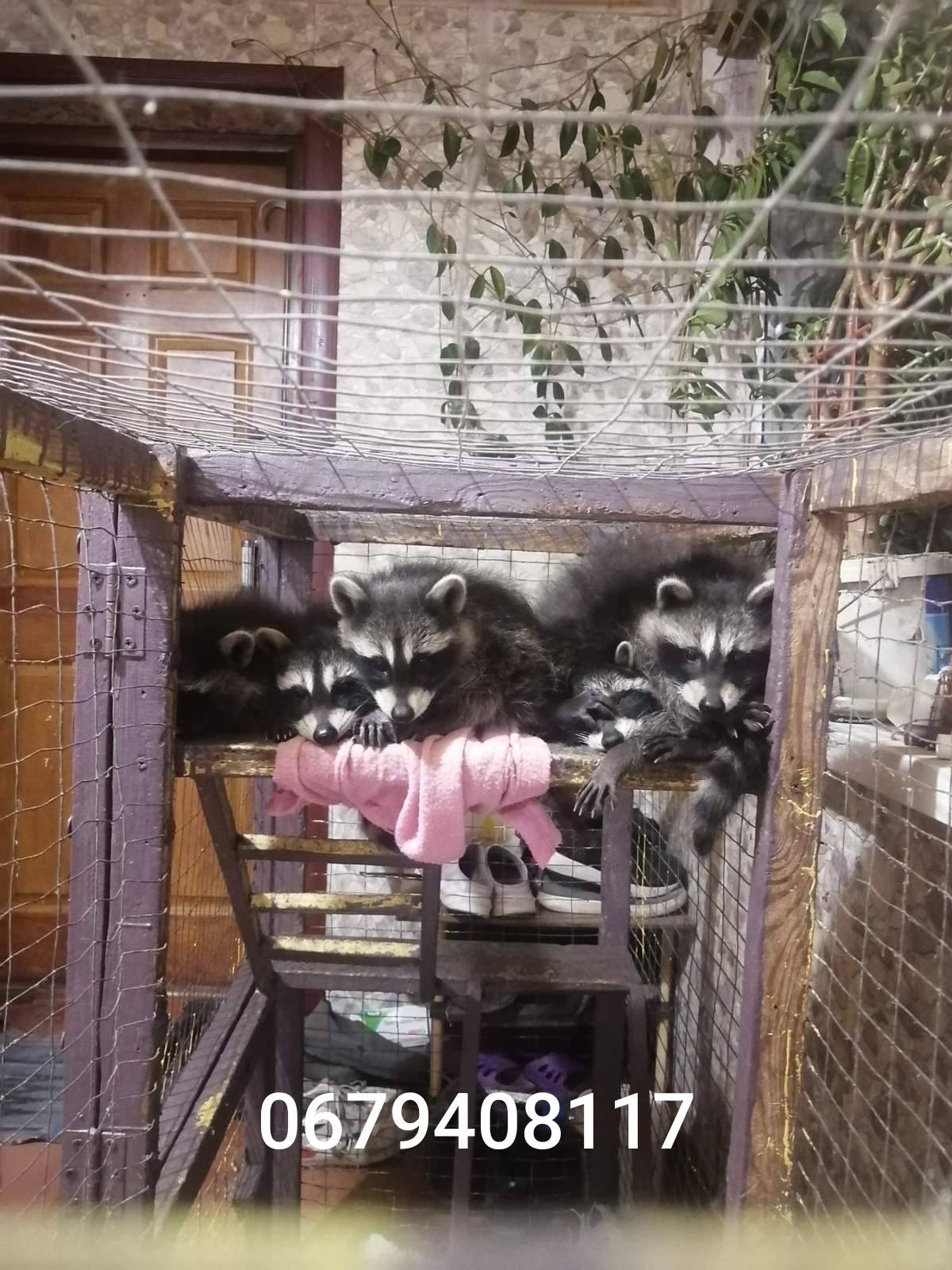 Енот полоскун