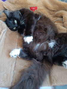 Котик у хороші руки